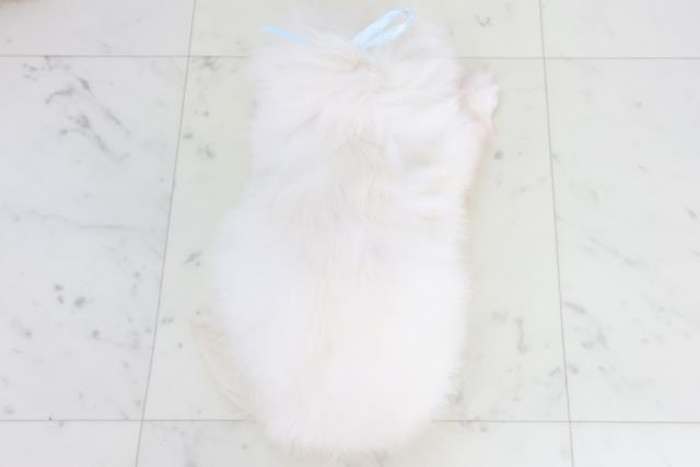 徳島県のペキニーズ (Coo&RIKU徳島店/2025年9月26日生まれ/男の子/クリーム)の子犬の4枚目の画像