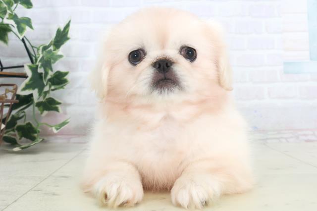 山口県のペキニーズ (Coo&RIKUサンパークあじす店/2025年9月26日生まれ/女の子/クリーム)の子犬の1枚目の画像