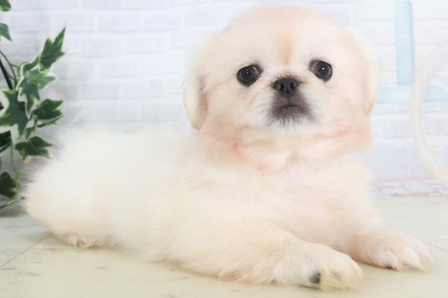 山口県のペキニーズ (Coo&RIKUサンパークあじす店/2025年9月26日生まれ/女の子/クリーム)の子犬の2枚目の画像