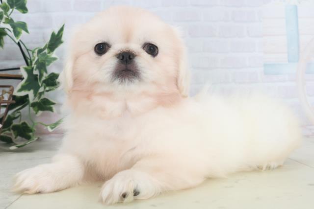 山口県のペキニーズ (Coo&RIKUサンパークあじす店/2025年9月26日生まれ/女の子/クリーム)の子犬の3枚目の画像