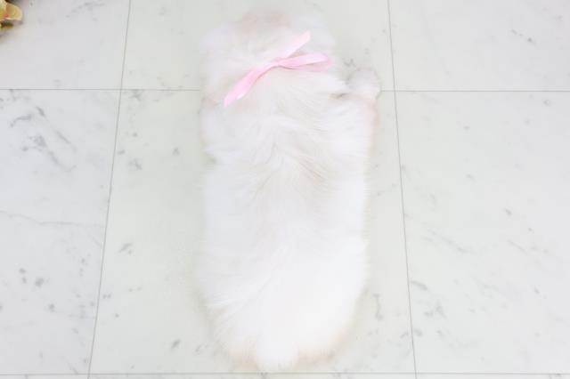 山口県のペキニーズ (Coo&RIKUサンパークあじす店/2025年9月26日生まれ/女の子/クリーム)の子犬の4枚目の画像