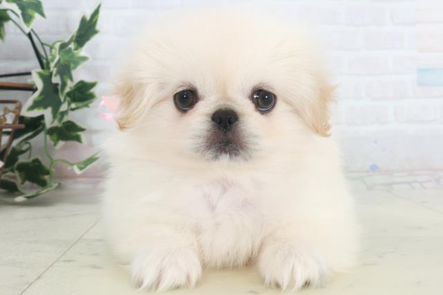 福岡県のペキニーズ (Coo&RIKUゆめタウン飯塚店/2025年9月26日生まれ/女の子/クリーム)の子犬の1枚目の画像