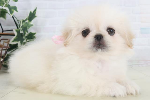 福岡県のペキニーズ (Coo&RIKUゆめタウン飯塚店/2025年9月26日生まれ/女の子/クリーム)の子犬の2枚目の画像