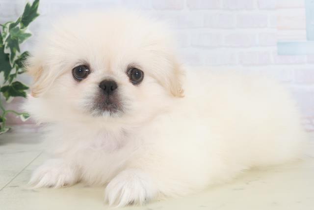 福岡県のペキニーズ (Coo&RIKUゆめタウン飯塚店/2025年9月26日生まれ/女の子/クリーム)の子犬の3枚目の画像