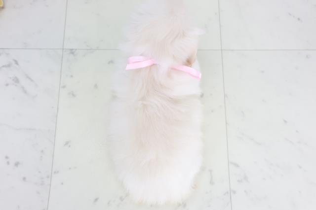 福岡県のペキニーズ (Coo&RIKUゆめタウン飯塚店/2025年9月26日生まれ/女の子/クリーム)の子犬の4枚目の画像