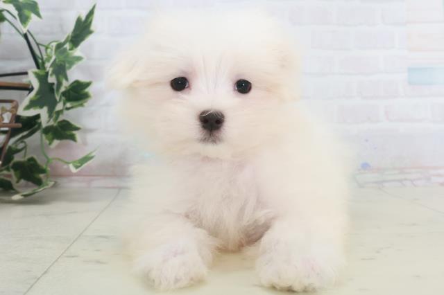 島根県のマルチーズ (Coo&RIKU出雲店/2025年9月26日生まれ/男の子/ホワイト)の子犬の1枚目の画像