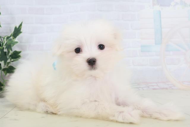 島根県のマルチーズ (Coo&RIKU出雲店/2025年9月26日生まれ/男の子/ホワイト)の子犬の2枚目の画像