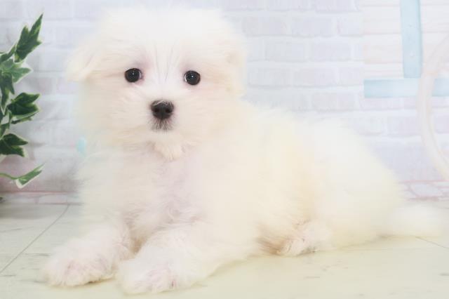 島根県のマルチーズ (Coo&RIKU出雲店/2025年9月26日生まれ/男の子/ホワイト)の子犬の3枚目の画像