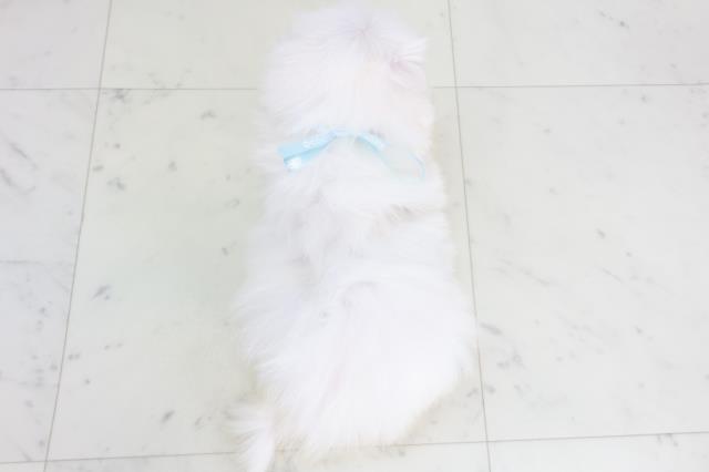 島根県のマルチーズ (Coo&RIKU出雲店/2025年9月26日生まれ/男の子/ホワイト)の子犬の4枚目の画像