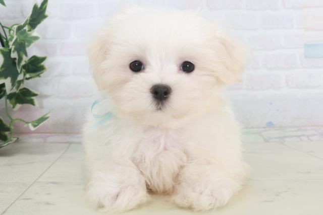 広島県のマルチーズ (Coo&RIKU広島北店/2025年9月26日生まれ/男の子/ホワイト)の子犬の1枚目の画像