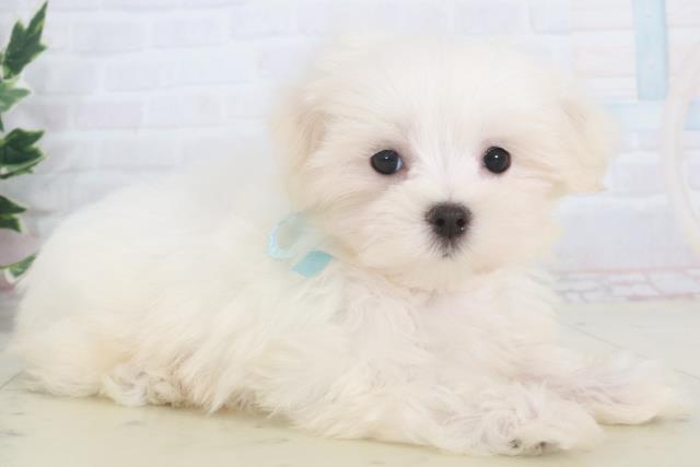 広島県のマルチーズ (Coo&RIKU広島北店/2025年9月26日生まれ/男の子/ホワイト)の子犬の2枚目の画像