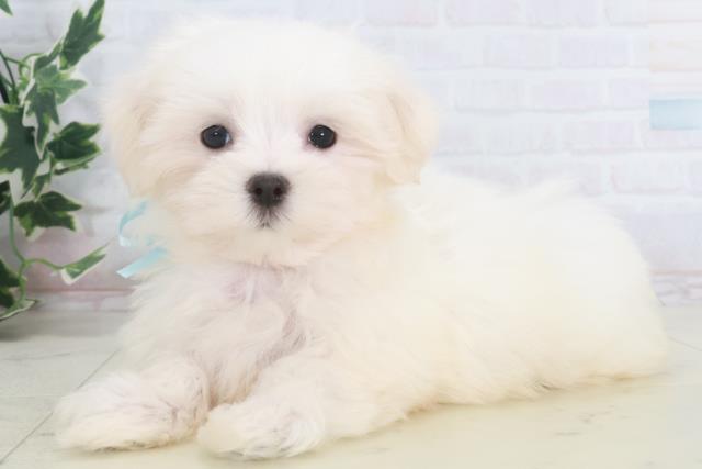 広島県のマルチーズ (Coo&RIKU広島北店/2025年9月26日生まれ/男の子/ホワイト)の子犬の3枚目の画像