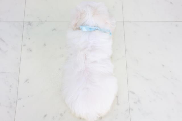 広島県のマルチーズ (Coo&RIKU広島北店/2025年9月26日生まれ/男の子/ホワイト)の子犬の4枚目の画像