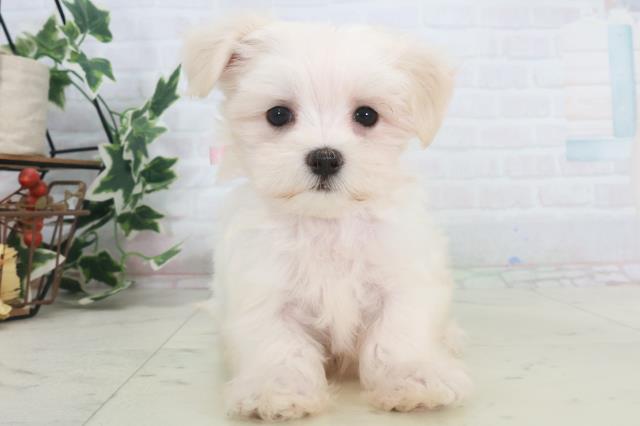 鳥取県のマルチーズ (Coo&RIKUラ・ムー鳥取東店/2025年9月26日生まれ/女の子/ホワイト)の子犬の1枚目の画像
