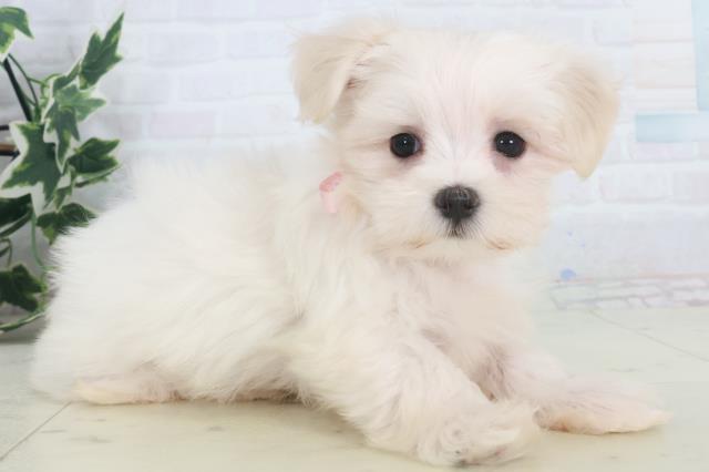 鳥取県のマルチーズ (Coo&RIKUラ・ムー鳥取東店/2025年9月26日生まれ/女の子/ホワイト)の子犬の2枚目の画像
