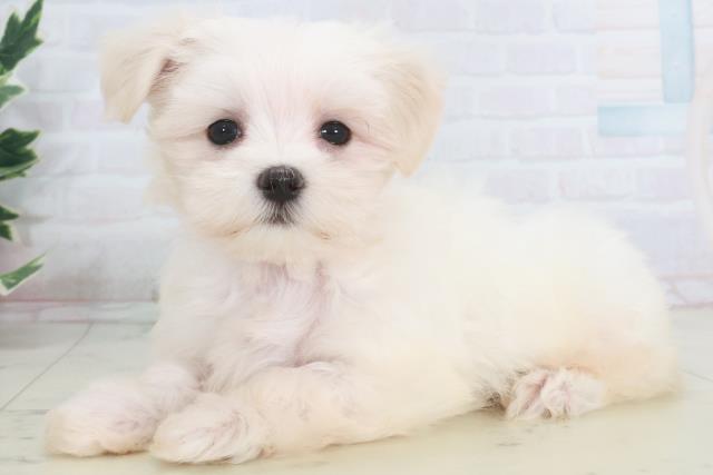 鳥取県のマルチーズ (Coo&RIKUラ・ムー鳥取東店/2025年9月26日生まれ/女の子/ホワイト)の子犬の3枚目の画像