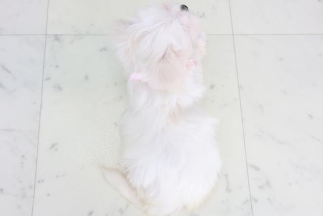 鳥取県のマルチーズ (Coo&RIKUラ・ムー鳥取東店/2025年9月26日生まれ/女の子/ホワイト)の子犬の4枚目の画像