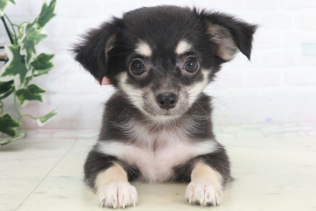 岡山県のチワワ(ロング) (Coo&RIKU岡山店/2025年9月16日生まれ/女の子/ブラックタンホワイト)の子犬の1枚目の画像