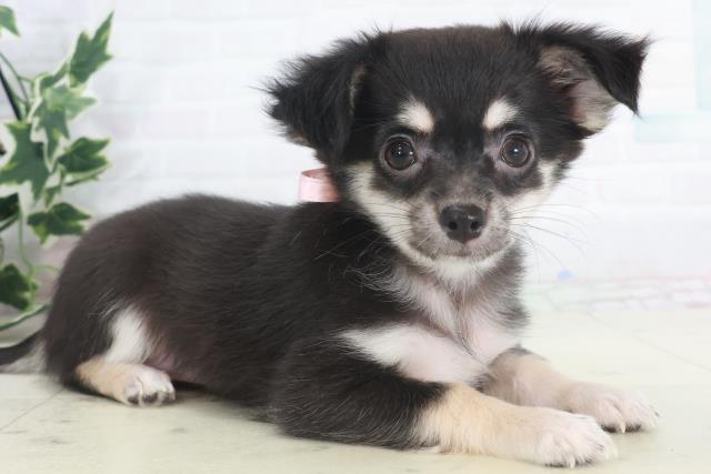 岡山県のチワワ(ロング) (Coo&RIKU岡山店/2025年9月16日生まれ/女の子/ブラックタンホワイト)の子犬の2枚目の画像