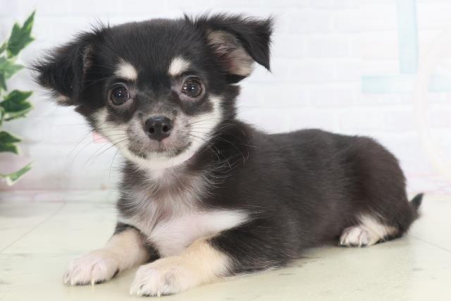 岡山県のチワワ(ロング) (Coo&RIKU岡山店/2025年9月16日生まれ/女の子/ブラックタンホワイト)の子犬の3枚目の画像