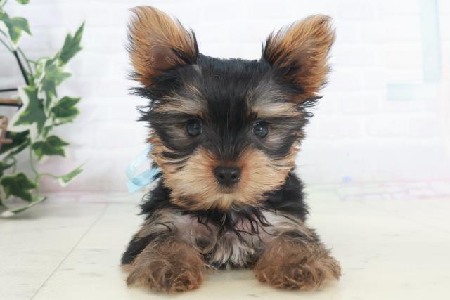 山口県のヨークシャーテリア (Coo&RIKUサンパークあじす店/2025年9月17日生まれ/男の子/スチールブルータン)の子犬