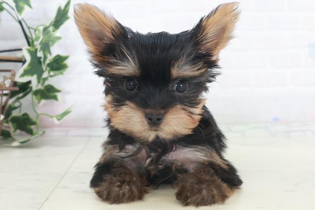 ヨークシャーテリア