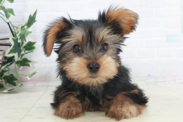 熊本県のヨークシャーテリア (Coo&RIKU宇土シティモール店/2025年9月17日生まれ/女の子/スチールブルータン)の子犬の1枚目の画像