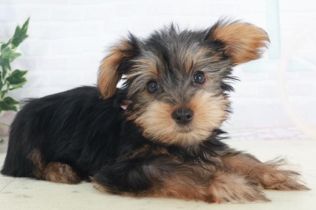 熊本県のヨークシャーテリア (Coo&RIKU宇土シティモール店/2025年9月17日生まれ/女の子/スチールブルータン)の子犬の2枚目の画像