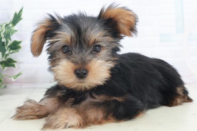 熊本県のヨークシャーテリア (Coo&RIKU宇土シティモール店/2025年9月17日生まれ/女の子/スチールブルータン)の子犬の3枚目の画像