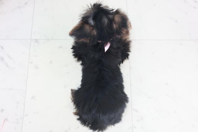 熊本県のヨークシャーテリア (Coo&RIKU宇土シティモール店/2025年9月17日生まれ/女の子/スチールブルータン)の子犬の4枚目の画像