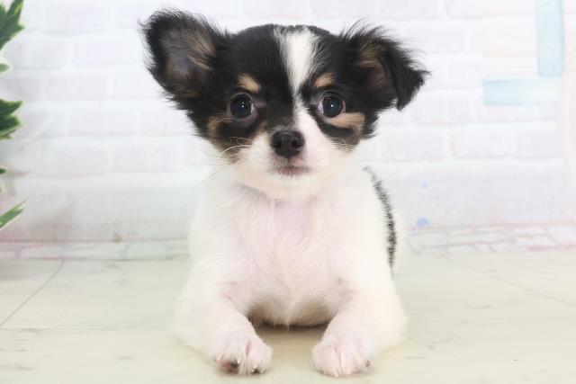 チワワ(ロングコート)