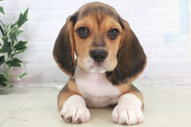 岡山県のビーグル (Coo&RIKU岡山店/2025年9月28日生まれ/男の子/ハウンドカラー)の子犬の1枚目の画像