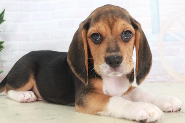 岡山県のビーグル (Coo&RIKU岡山店/2025年9月28日生まれ/男の子/ハウンドカラー)の子犬の2枚目の画像