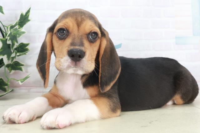 岡山県のビーグル (Coo&RIKU岡山店/2025年9月28日生まれ/男の子/ハウンドカラー)の子犬の3枚目の画像