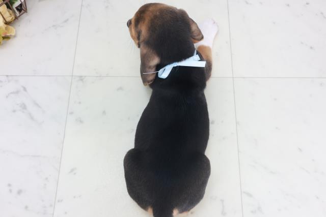 岡山県のビーグル (Coo&RIKU岡山店/2025年9月28日生まれ/男の子/ハウンドカラー)の子犬の4枚目の画像