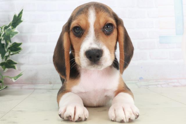 広島県のビーグル (Coo&RIKUゆめタウン大竹店/2025年9月28日生まれ/男の子/ハウンドカラー)の子犬の1枚目の画像