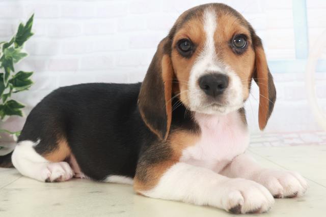 広島県のビーグル (Coo&RIKUゆめタウン大竹店/2025年9月28日生まれ/男の子/ハウンドカラー)の子犬の2枚目の画像