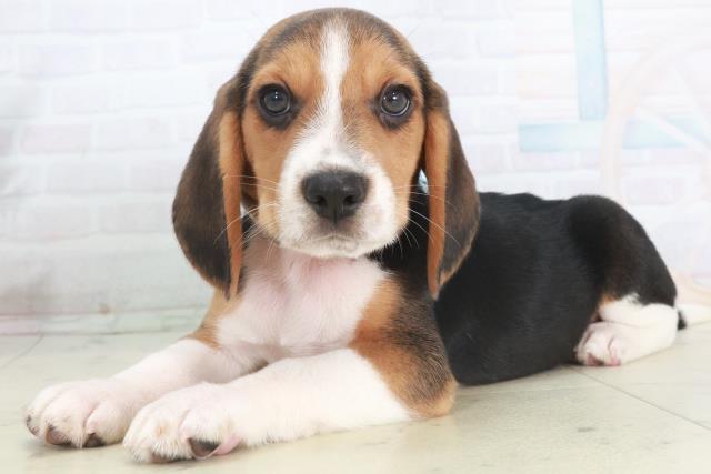 広島県のビーグル (Coo&RIKUゆめタウン大竹店/2025年9月28日生まれ/男の子/ハウンドカラー)の子犬の3枚目の画像