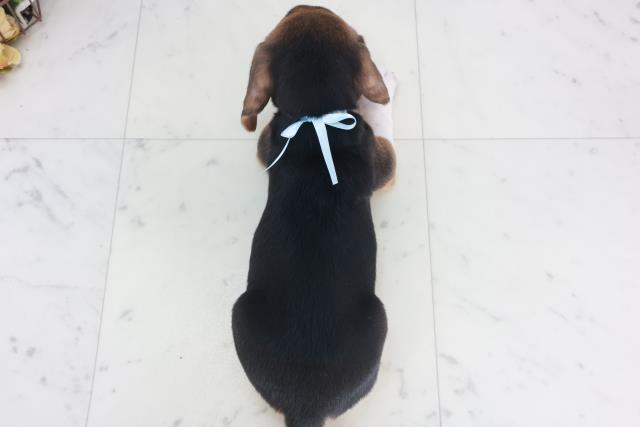 広島県のビーグル (Coo&RIKUゆめタウン大竹店/2025年9月28日生まれ/男の子/ハウンドカラー)の子犬の4枚目の画像