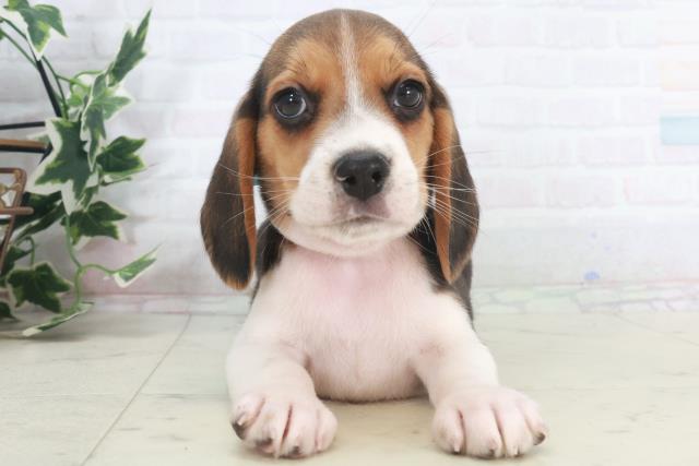 徳島県のビーグル (Coo&RIKU徳島店/2025年9月28日生まれ/男の子/ハウンドカラー)の子犬の1枚目の画像