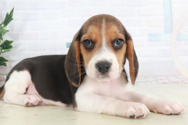 徳島県のビーグル (Coo&RIKU徳島店/2025年9月28日生まれ/男の子/ハウンドカラー)の子犬の2枚目の画像