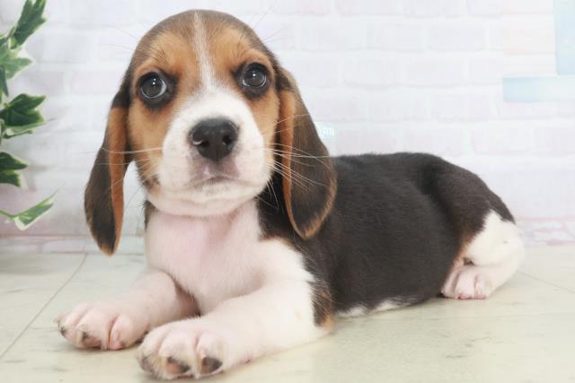 徳島県のビーグル (Coo&RIKU徳島店/2025年9月28日生まれ/男の子/ハウンドカラー)の子犬の3枚目の画像