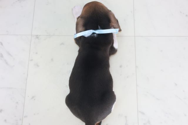 徳島県のビーグル (Coo&RIKU徳島店/2025年9月28日生まれ/男の子/ハウンドカラー)の子犬の4枚目の画像