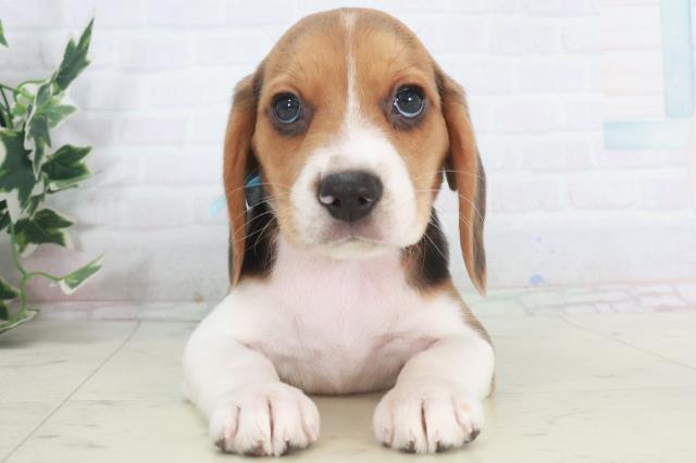 島根県のビーグル (Coo&RIKU出雲店/2025年9月28日生まれ/男の子/ハウンドカラー)の子犬の1枚目の画像