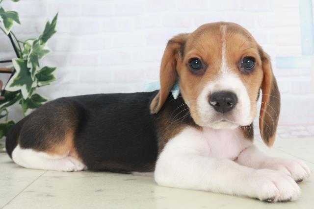 島根県のビーグル (Coo&RIKU出雲店/2025年9月28日生まれ/男の子/ハウンドカラー)の子犬の2枚目の画像