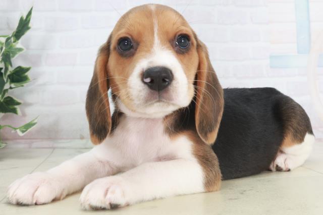 島根県のビーグル (Coo&RIKU出雲店/2025年9月28日生まれ/男の子/ハウンドカラー)の子犬の3枚目の画像