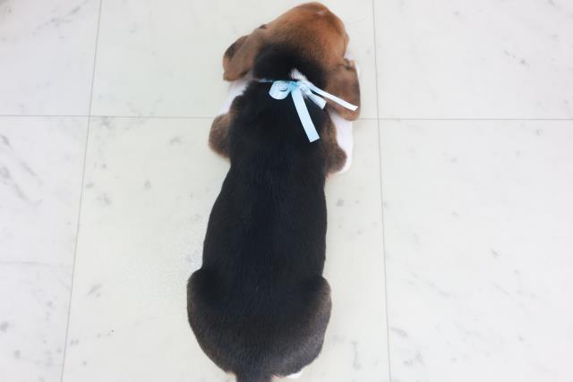 島根県のビーグル (Coo&RIKU出雲店/2025年9月28日生まれ/男の子/ハウンドカラー)の子犬の4枚目の画像
