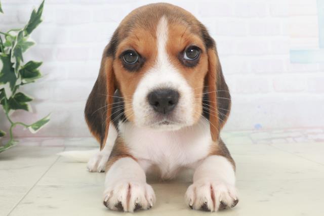 山口県のビーグル (Coo&RIKUサンパークあじす店/2025年9月28日生まれ/女の子/ハウンドカラー)の子犬