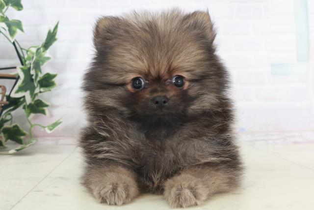 広島県のポメラニアン (Coo&RIKU東広島店/2025年9月25日生まれ/男の子/ウルフセーブル)の子犬の1枚目の画像