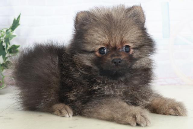 広島県のポメラニアン (Coo&RIKU東広島店/2025年9月25日生まれ/男の子/ウルフセーブル)の子犬の2枚目の画像